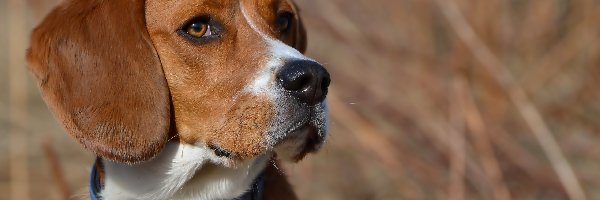 Beagle, Portret, Obroża, Pies