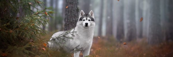 Siberian husky, Drzewa, Las, Pies