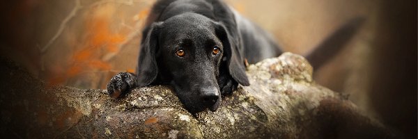 Labrador retriever, Drzewo, Mordka, Pies