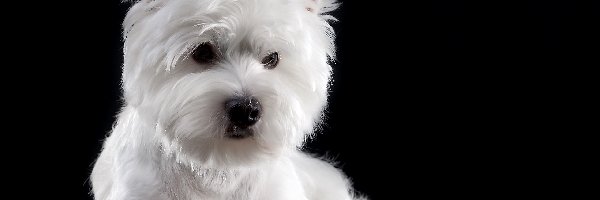 Pies, Mordka, West Highland white terrier, Ciemne tło, Biały