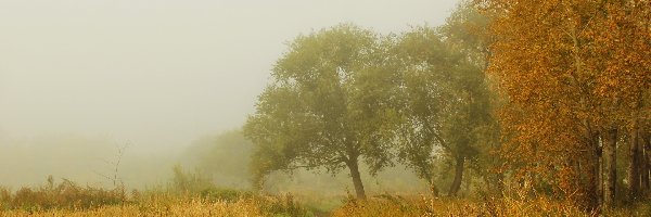 Polna, Drzewa, Droga, Jesień, Mgła