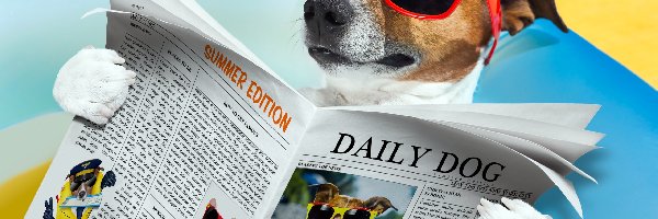 Okulary, Śmieszne, Gazeta, Jack Russell Terrier