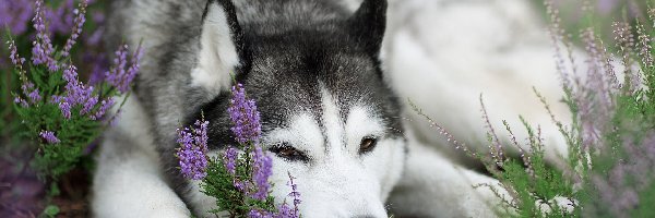 Siberian husky, Wrzos, Mordka, Pies