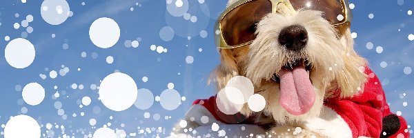 Pies, Okulary, Śnieg, Jęzor, Strój Mikołaja