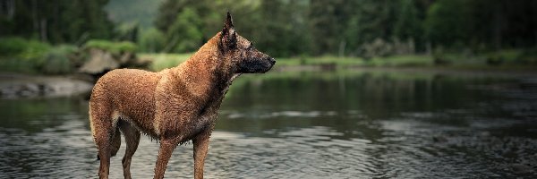 Pies, Rzeka, Owczarek belgijski Malinois, Las, Rozmyty