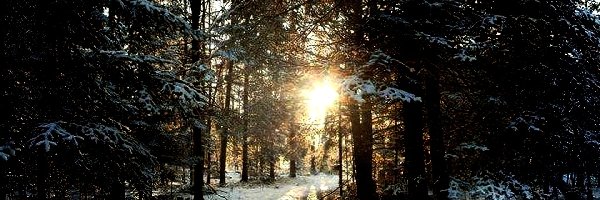 Las, Przebijające Słońce, Droga, Zima