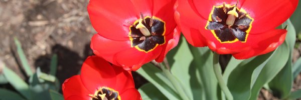 Tulipany, Czerwone, Trzy