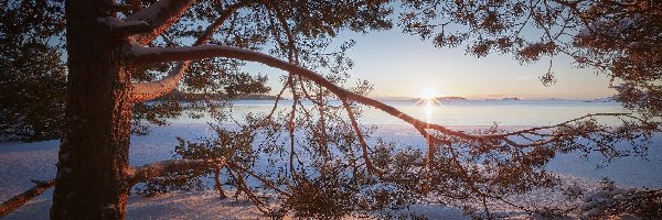 Rosja, Sosna, Jezioro Ładoga, Drzewo, Zima, Karelia, Promienie słońca
