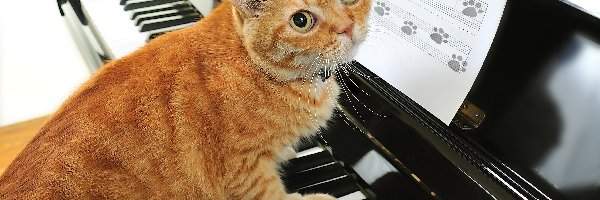 Pianino, Kot