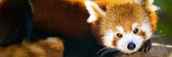 Panda, Pandka ruda, Drzewo, Czerwona