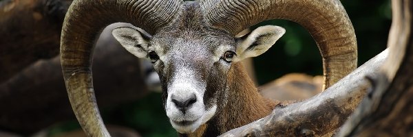 Rogi, Muflon