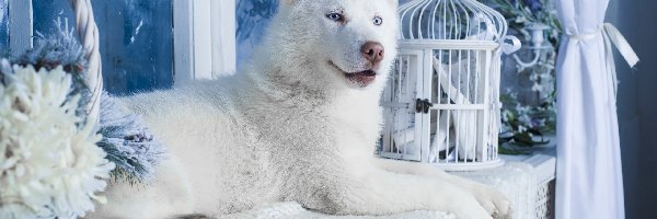 Siberian, Pies, Husky, Biały