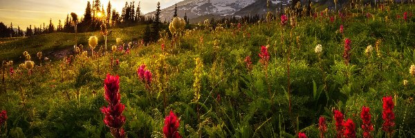 Góry, Stany Zjednoczone, Park Narodowy Mount Rainier, Stratowulkan Mount Rainier, Łąka, Wschód słońca, Alpinia purpurowa, Stan Waszyngton, Kwiaty