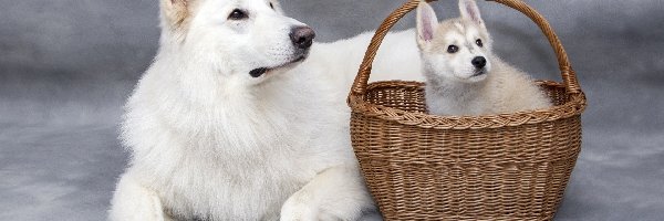 Siberian husky, Biały owczarek szwajcarski, Pies, Szczeniak, Koszyk, Wiklinowy