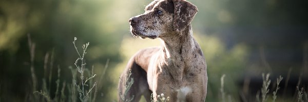 Rozmyte, Łąka, Rosliny, Tło, Catahoula leopard dog, Pies