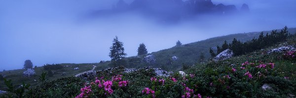 Skały, Dolina Val Gardena, Włochy, Dolomity, Różaneczniki, Drzewa, Góry, Mgła