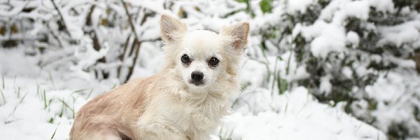 Śnieg, Chihuahua długowłosa, Pies