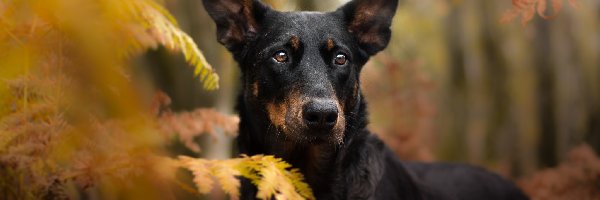 Mordka, Paprocie, Liście, Pies