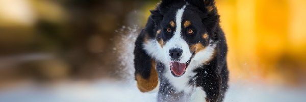 Szczeniak, Śnieg, Bieg, Berneński pies pasterski