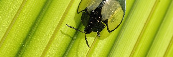 Peru, Tambopata National Reserve, Biedronka