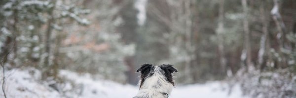 Pies, Las, Śnieg, Zima