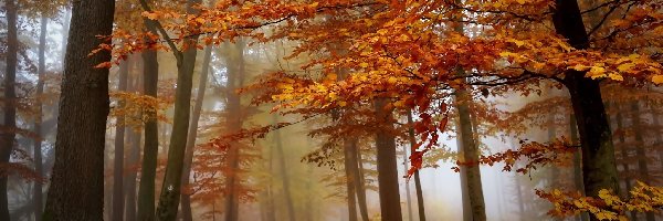 Las, Liście, Droga, Jesień, Mgła
