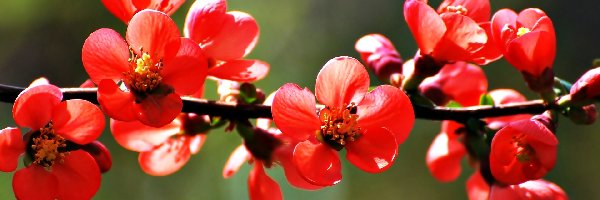 Kwiaty, Wiosna, Gałązka, Czerwone