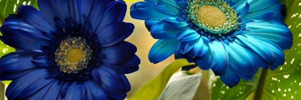 Gerbery, Niebieskie, Kwiaty