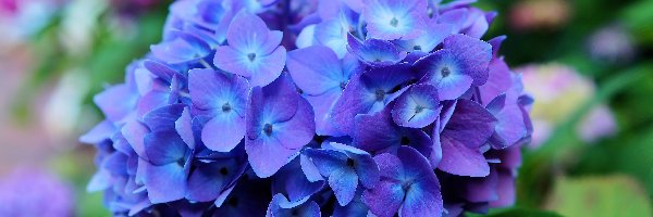 Hortensja, Niebieska, Kwiat