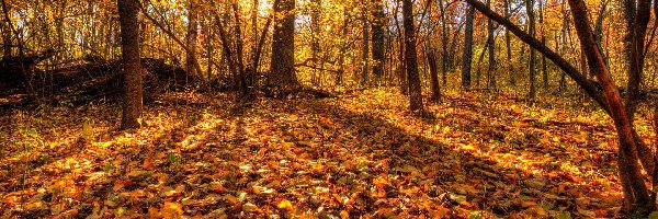 Liście, Jesień, Pożółkłe, Przebijające światło, Drzewa, Las