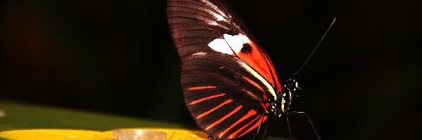 Skrzydła, Kolorowe, Motyl