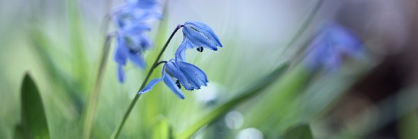 Kwiaty, Cebulice syberyjskie, Niebieskie