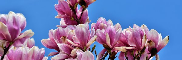 Niebo, Magnolia, Kwiaty