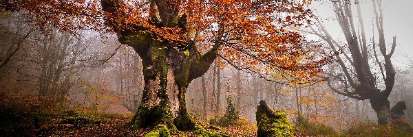 Hiszpania, Jesień, Park Narodowy Gorbea, Mgła, Drzewa