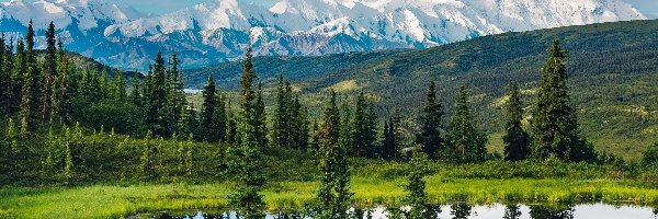 Drzewa, Góry, Park Narodowy Denali, Jezioro, Alaska, Stany Zjednoczone