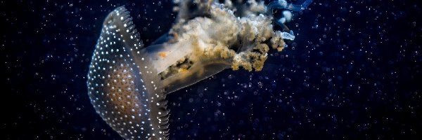 Meduza, Podwodna