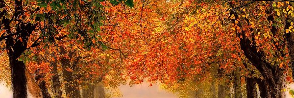 Park, Liście, Mgła, Jesień, Droga, Drzewa