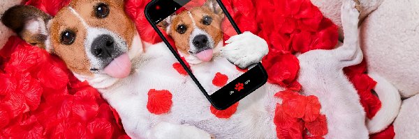 Selfie, Płatki, Telefon, Śmieszne, Róża, Jack Russell terrier