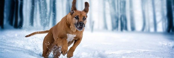 Pies, Rhodesian ridgeback, Zima, Śnieg