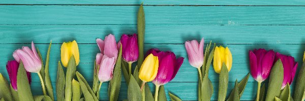Tulipany, Różnobarwne