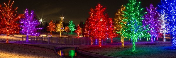 Drzewa, Światła, Świąteczne, Park