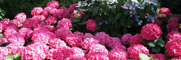 Hortensja, Różowa, Kwiaty