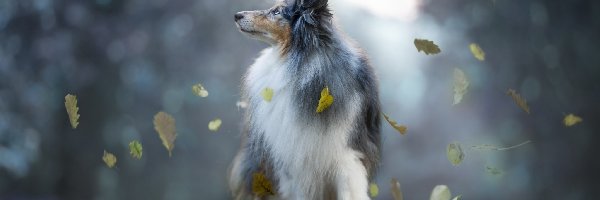 Pies, Owczarek szetlandzki, Liście