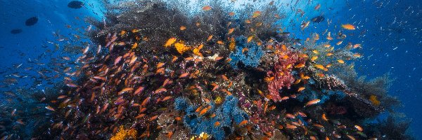 Kanał Mozambicki, Głębiny, Rafa koralowa, Ryby