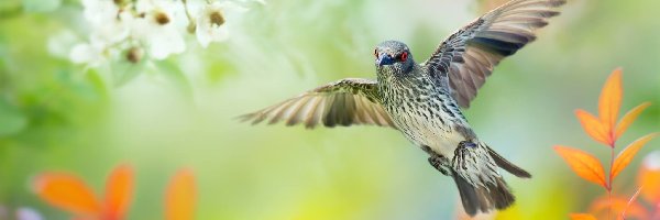 Roślinność, Ptaszek