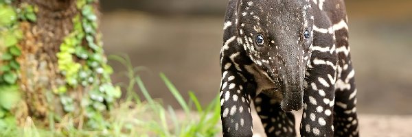 Tapir, Słodki, Mały