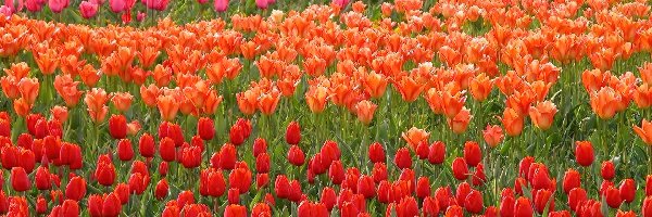 Tulipanów, Rzędy, Kolorowe