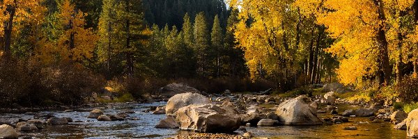 Las, Jesień, Kamienie, Drzewa, Rzeka Truckee, Stany Zjednoczone