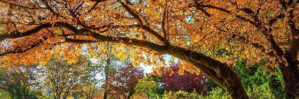 Jesień, Pochylone, Drzewo, Krzewy, Drzewa, Liście, Pożółkłe