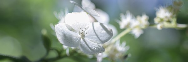 Kwiat, Hortensja, Biała